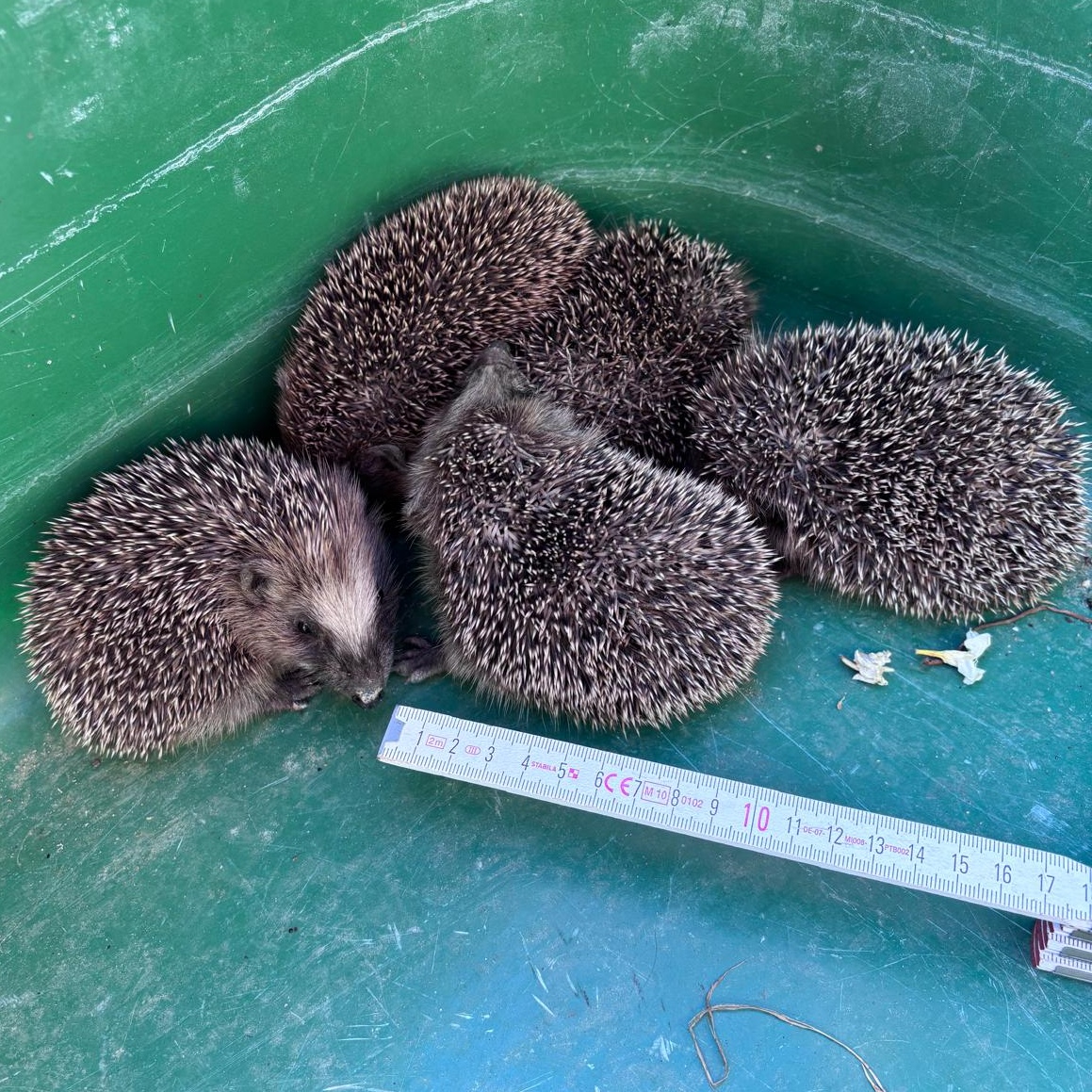 Für kleine Igel Fünf kleine Igel