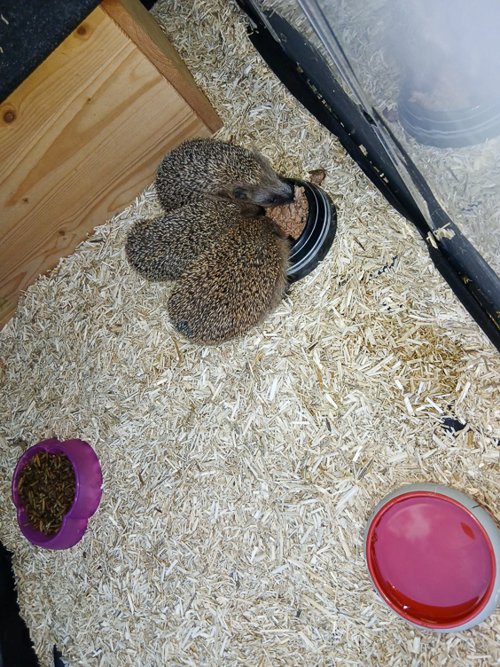 Igel im Gehege